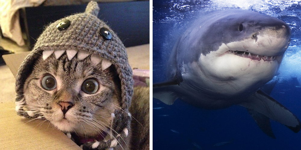 shark week recruiting
