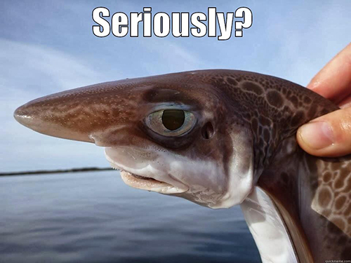 shark week recruiting